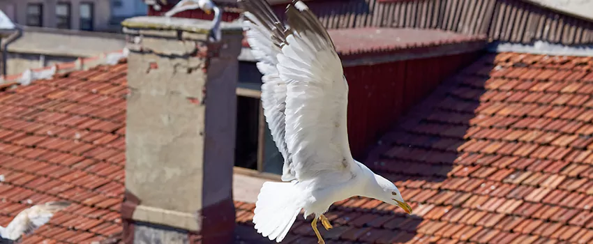 Residential Chimney Animal Removal Solution in Elmhurst, IL